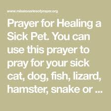 Their presence very often helps us get through. Prayer For Healing A Sick Pet Sick Pets Prayers For Healing Prayer For Sick Dog