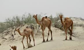 An edition of the last camel died at noon (1991). If Mother Nature Is Unkind To Thar The State Is No Less Dawn Com