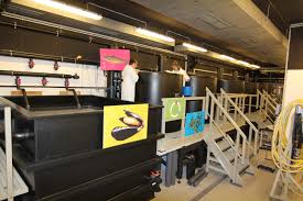 Equipment and materials for animal cell culture technology pdf. Aquatic Cell Technology Aquaculture