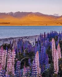 Color Is A Power Which Directly Influences The Soul Lake Pukkaki New Zealand Color Is A Power Which Directly Influences The Soul Wassily Kandinsky In 2020 Natural Landmarks Beautiful Nature Beautiful Places