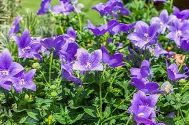 When spring arrives, uncover the plant so that it can start to grow. Your Ultimate Shrub Tree Pruning Guide Blog