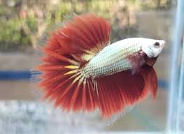 Empat cara terbaik atok groom ikan betta cupang kesayangan. Jual Kancil Untuk Jadi Penternak Ikan Laga Utusan Borneo Online