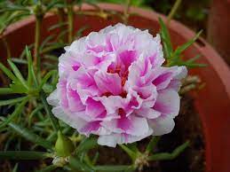 23,394 likes · 21 talking about this. Rose Jepun Bunga Pukul 10