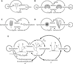 To purify zygotes of s. Schematic Representation Of Brown Algal Life Cycles Diploid And Download Scientific Diagram