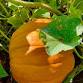 ECO Farm Pumpkin Harvest & Pick Your Own Event event image