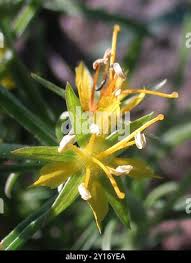 Image result for Vahlia