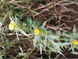 Image result for Stylosanthes guianensis