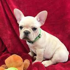 Z9v56v3ly3iphm El bulldog francés es un perro catalogado como razas de perros pequeños. https www olx com co animales mascotas c811 q perros bulldog frances