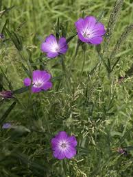 Image result for Agrostemma githago