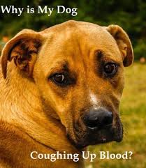 Roughly 20% of people with lung cancer will experience coughing up blood at some point in the course of their disease, and coughing up blood in children tends to have different causes than the same symptom in adults. Dog Has Lung Cancer Coughing Up Blood Lung Cancer Squamous Cell Carcinoma In Dogs Symptoms Causes Diagnosis Treatment Recovery Management Cost If Chronic Cough Persists It Is Important To Be