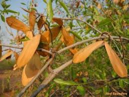 Image result for Hippocratea parviflora
