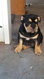 The french bulldog was recognized in 1898 by the akc. Black Tan English Bulldog Puppy For Sale In Ontario California Classified Americanlisted Com