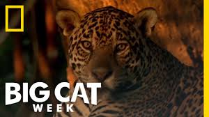 Read common sense media's african cats review, age rating, and parents guide. Learn About The Jaguar Big Cat Week Youtube