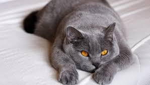 Usually a triangular notch, but can also be a hole or a missing ear tip. Are British Shorthairs Good Indoor Cats My British Shorthair