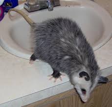 Care And Rehabilitation Of The Virginia Opossum