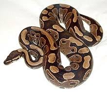 We have ball pythons for sale. Ball Python Wikipedia