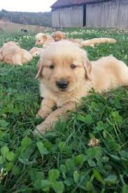 Golden retriever puppies are the cutest things in the world. Akc Golden Retriever Puppies 5 Weeks Old For Sale In Needmore Pennsylvania Classified Americanlisted Com