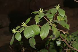 Image result for Leptactina