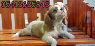King Charles Yavrusu King Charles Cavalier King Charles Cavalier
