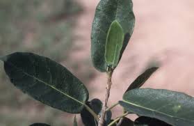 Image result for Ficus stuhlmannii