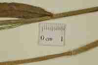 Image result for Panicum madipirense