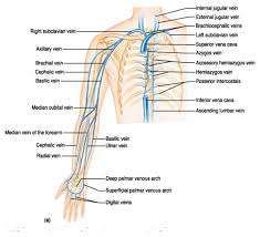 As each artery passes into the axilla axillary artery branches include: Arm Vasculature Google Search Upper Limb Anatomy Arteries Anatomy Superficial Veins