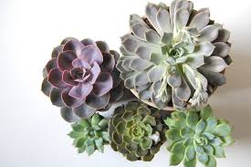 Some have the infamous rosette form, others are branching this type of succulent is best grown outdoors where the open environment is airy and fully lit. 10 Most Popular Types Of Echeveria
