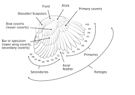 The whole back, combined with the top surface of the wings remiges: Bird Flight Wikipedia