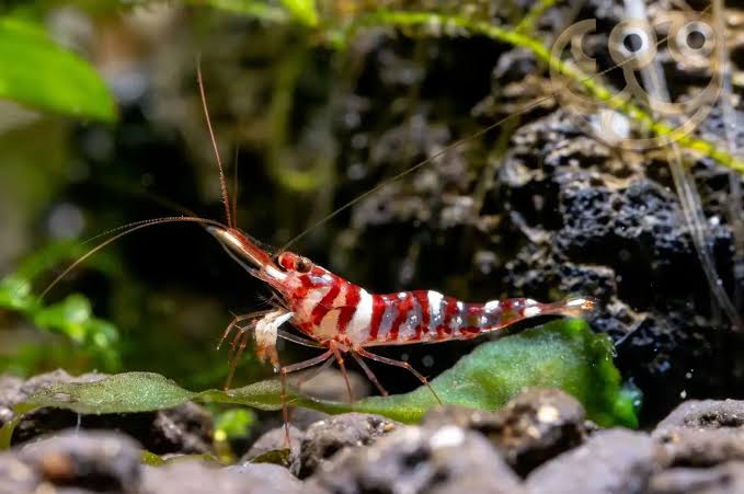Caridina tigri - Sulawesi Red Tiger