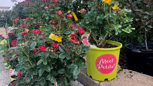 Shorten main canes and lateral branches. Good Day Gardening How To Cut Back Roses To Keep Colorful Flowerbeds Through Summer Wsyx
