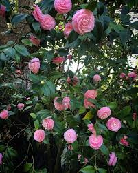Pink Perfection Camellias In Mrs Whaley S Garden Charleston Sc Posted On Facebook Feb 4 2017 Palmeira