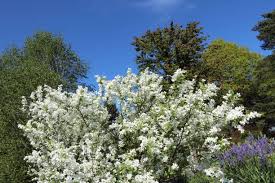 Image result for Exochorda