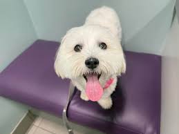 A duck has taken up residence in a bush