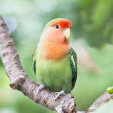 We did not find results for: 8 Top Green Parrots To Keep As Pets