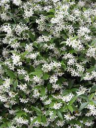 Fiori profumati l aroma delle stagioni ecoprospettive. Falso Gelsomino Il Rampicante Facilissimo Passione In Verde