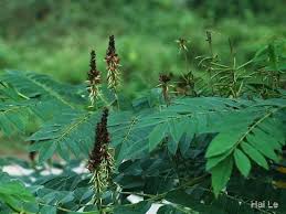 Image result for Indigofera