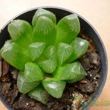 Cooperi), with less pronounced marginal spines, leaf end mostly with bristle. Haworthia Cooperi Var Pilifera