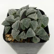 Image result for Ficus pygmaea