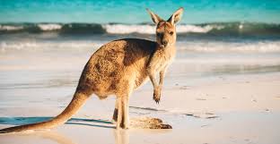 Australia's capital is canberra, located in the southeast between the larger and more important economic and cultural centres of sydney and melbourne. Volunteer In Australia Most Affordable Volunteer Programs Volsol