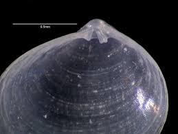 Image result for Platostoma montanum