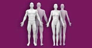 Use them in commercial designs under lifetime, perpetual & worldwide rights. Interactive Human Anatomy Figure Male Female Front Back