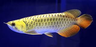 If you could call an area here chinatown. Arowana4u Ornamental Fish Provider Page 2