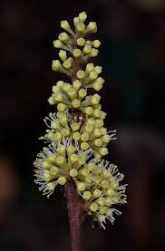 Image result for Ampelocissus multistriata