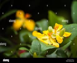 Image result for Ochthocharis dicellandroides