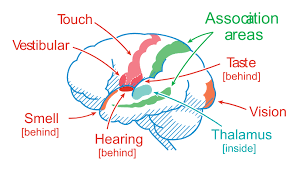 Sensory Systems Work Together