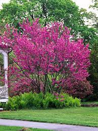 Small Trees For Modern Yards Garden Trees Small Trees For Garden Backyard Landscaping