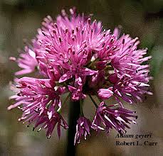 Image result for Alliaceae