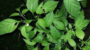 Check spelling or type a new query. What Is Eating Holes In My Pepper Plant Leaves Remedies To Know About