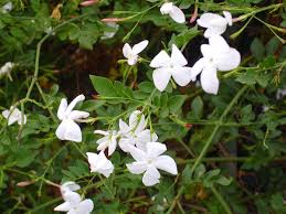 Image result for Jasminum breviflorum