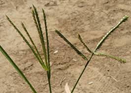 Image result for Eleusine africana